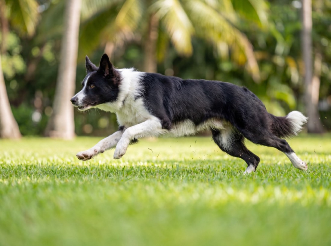 A border collie at full gallop across grass in a sunlit park